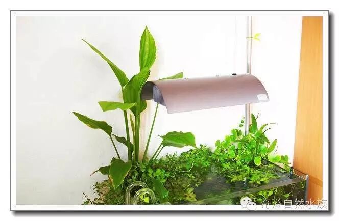 新手养鱼必备_鱼缸过滤选择_创星过滤桶官网