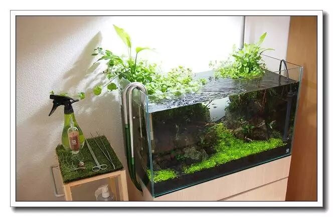 新手养鱼必备_创星过滤桶官网_鱼缸过滤选择