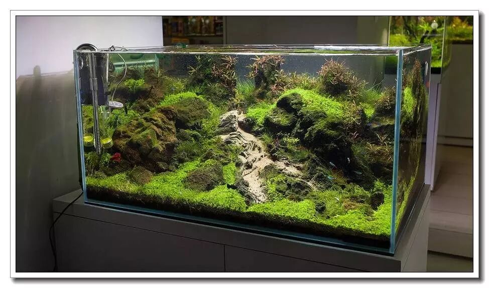 创星过滤桶官网_鱼缸过滤选择_新手养鱼必备