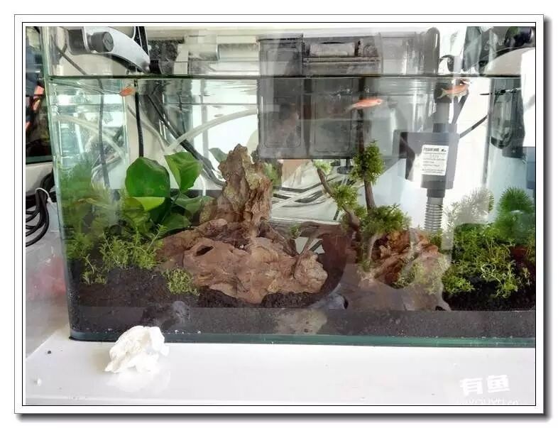 鱼缸过滤选择_创星过滤桶官网_新手养鱼必备