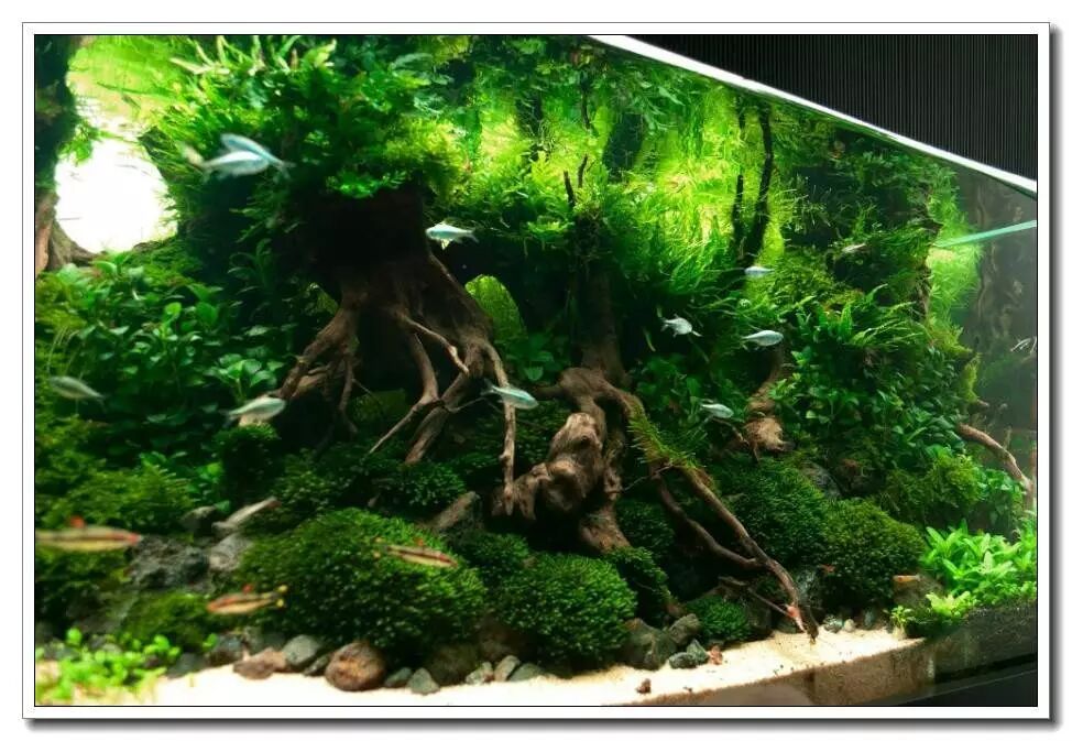 鱼缸过滤选择_新手养鱼必备_创星过滤桶官网