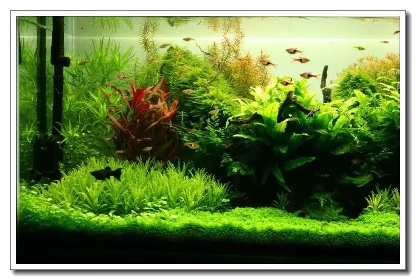 鱼缸过滤选择_新手养鱼必备_创星过滤桶官网